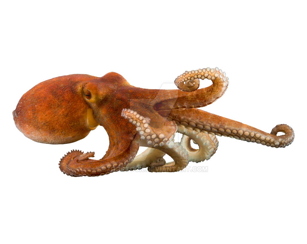cephalopod fish
